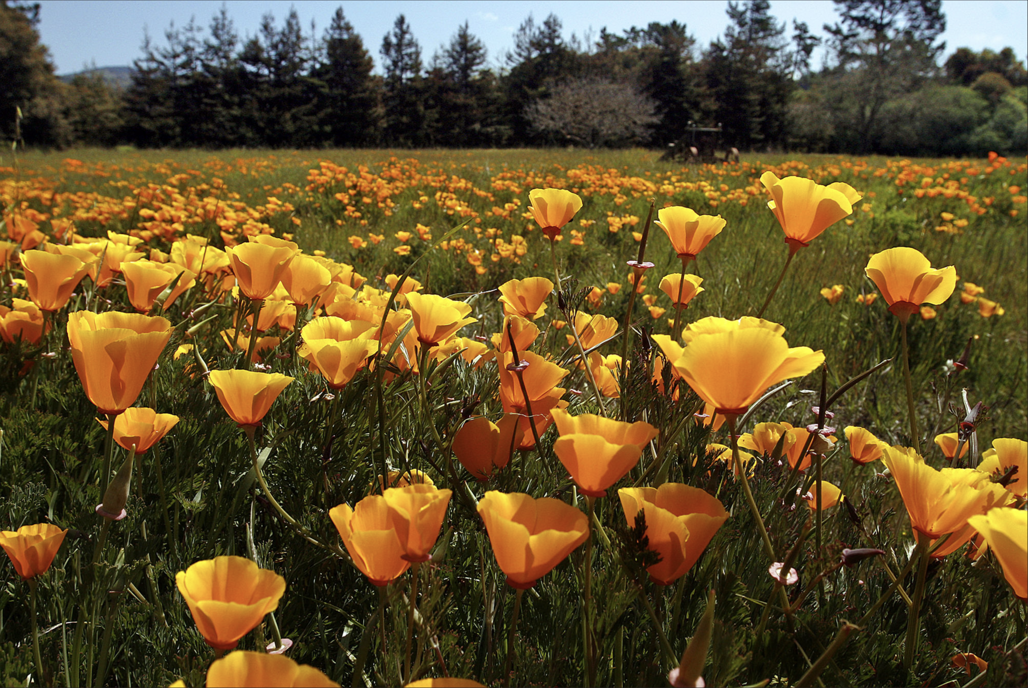 Climate change swiftly remaking region’s grasslands