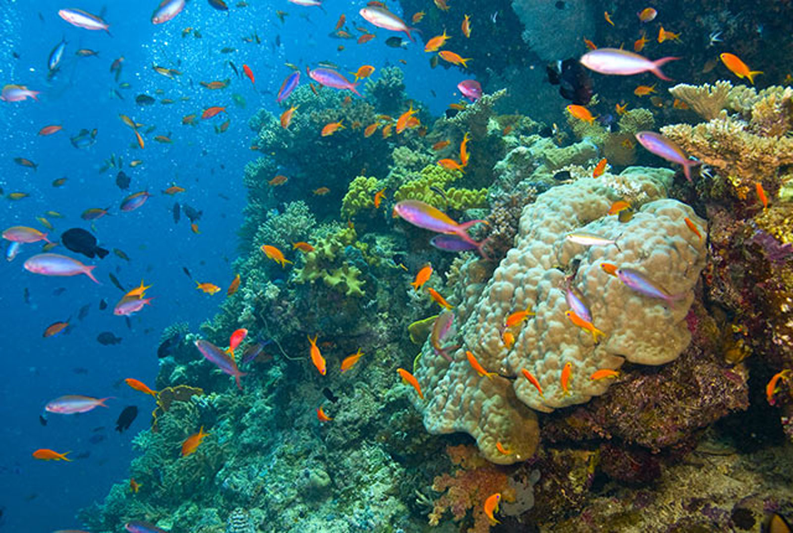 https://zhulab.seas.umich.edu/wp-content/uploads/zhu_lab_coral-reef-01.jpg